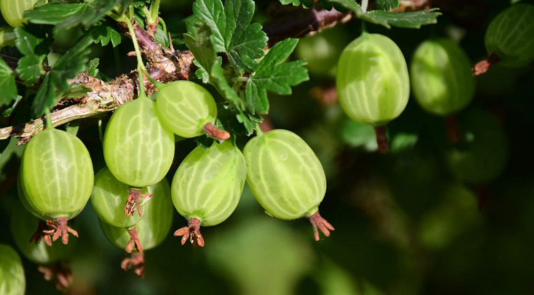 Gooseberries
