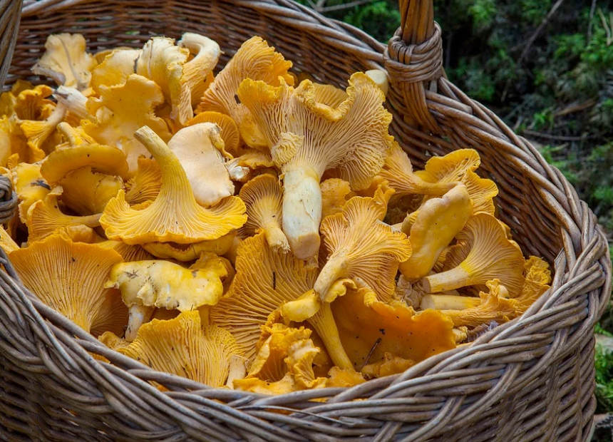 Chanterelle-Mushrooms Foraged Chanterelle Mushrooms in a basket