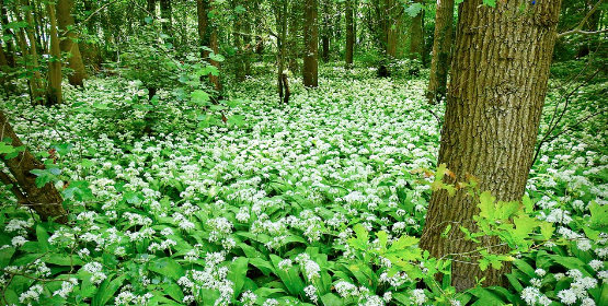 Wild-Garlic Wild Garlic