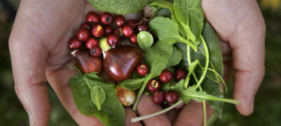 foraging1 Foraging